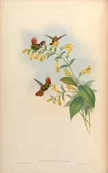 Lophornis regulus = Lophornis delattrei